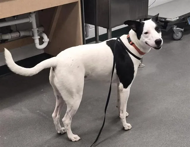 A young medium-sized male Labrador Retriever dog named Dipper for adoption in Corpus Christi, TX