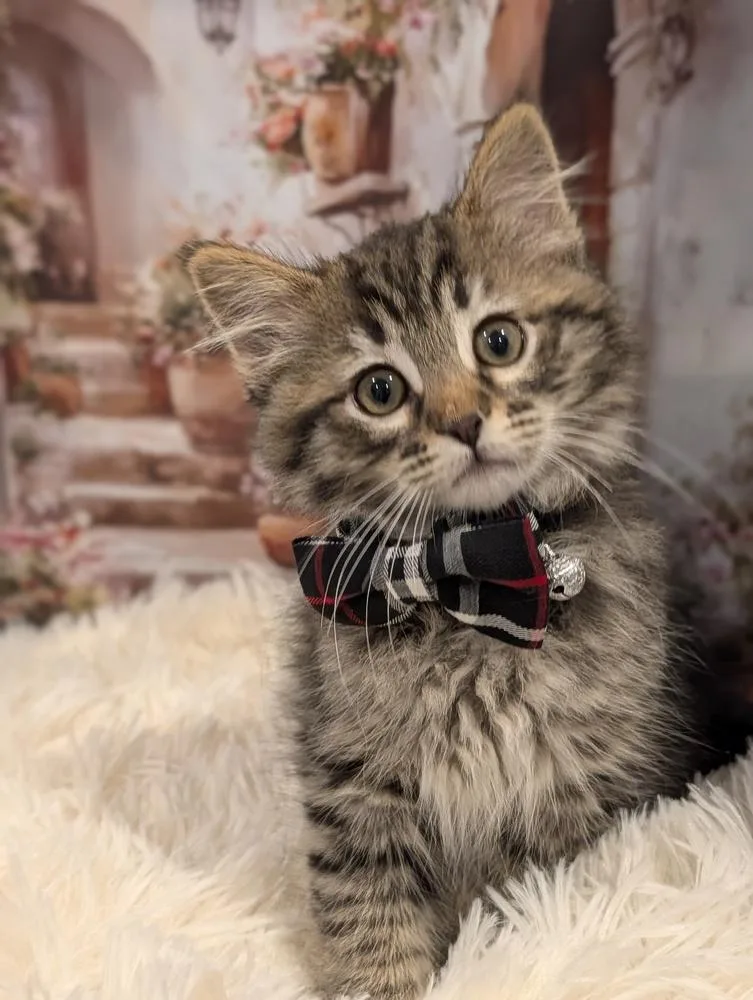 A baby small-sized male Brown / Chocolate Tabby cat named Pumba for adoption in Fremont, CA