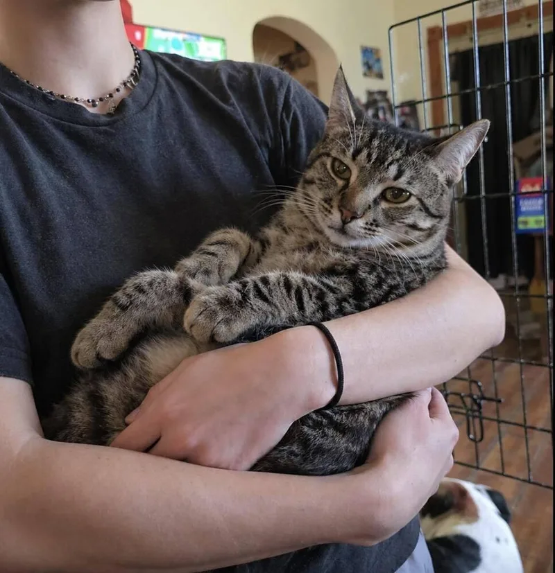 A young small-sized male Gray / Blue / Silver Domestic Short Hair cat named David for adoption in Plymouth, MN