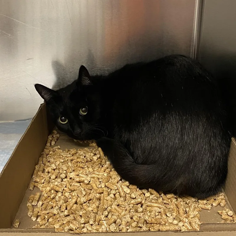 An adult small-sized male Black Domestic Short Hair cat named WAGSStray for adoption in Westminster, CA