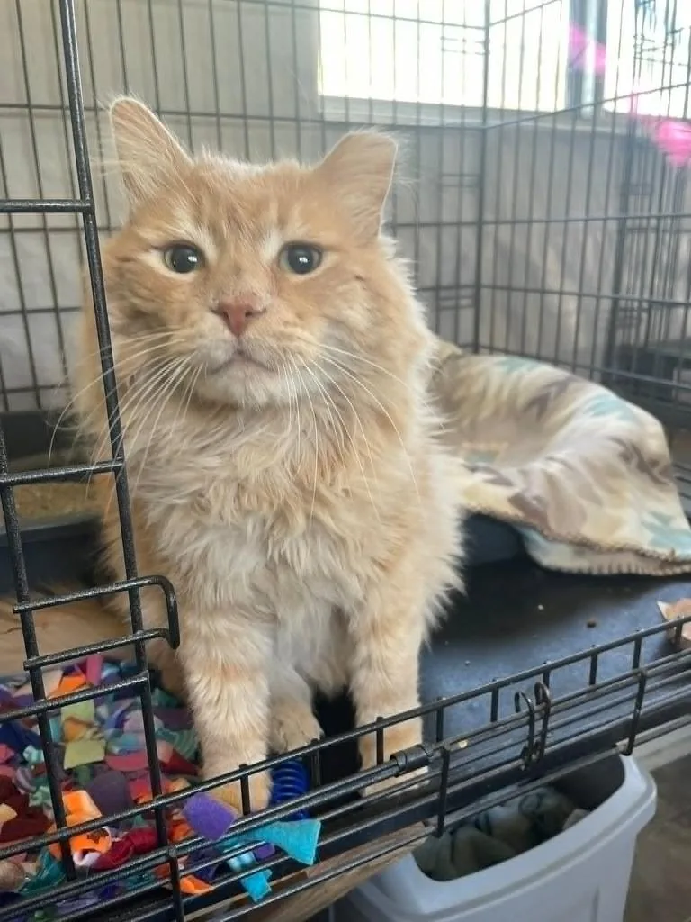 An adult large-sized male Domestic Long Hair cat named Sugar for adoption in Ogden, UT