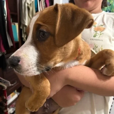 Elvis Doolittle thumbnail 2