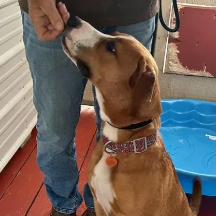 Elvis Doolittle thumbnail 3