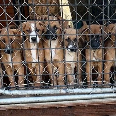 Elvis Doolittle thumbnail 5