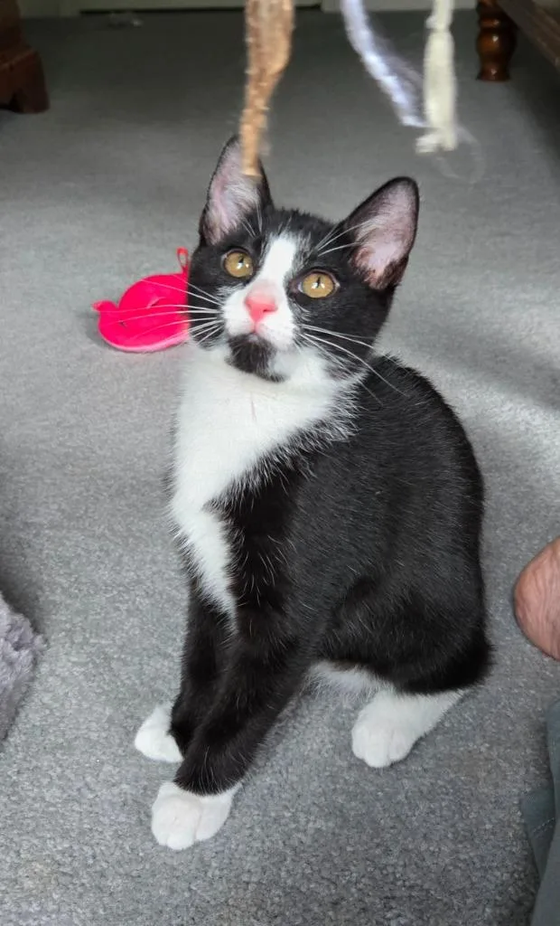 A baby medium-sized female Domestic Short Hair cat named Daydream for adoption in Youngsville, NC