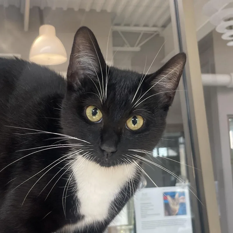 An adult medium-sized female Black Domestic Short Hair cat named Tangela for adoption in Chicago, IL