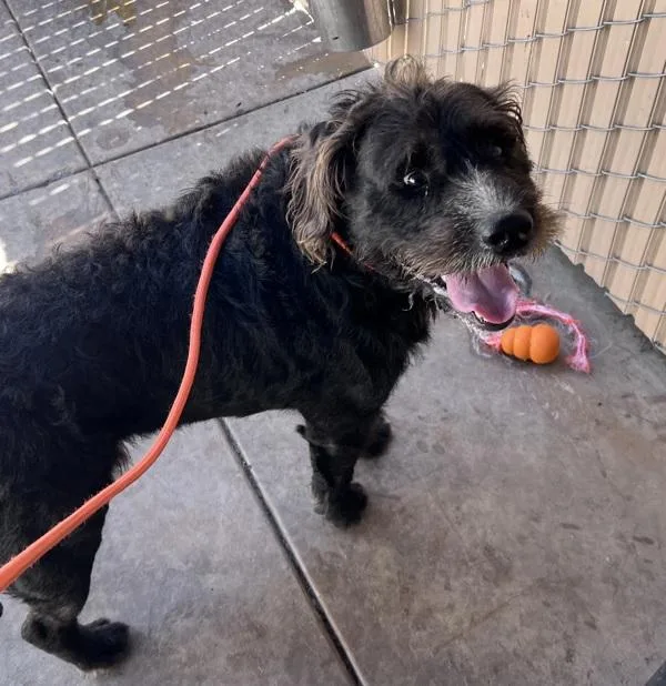 A young large-sized male Schnauzer dog named Leslie for adoption in San Diego, CA