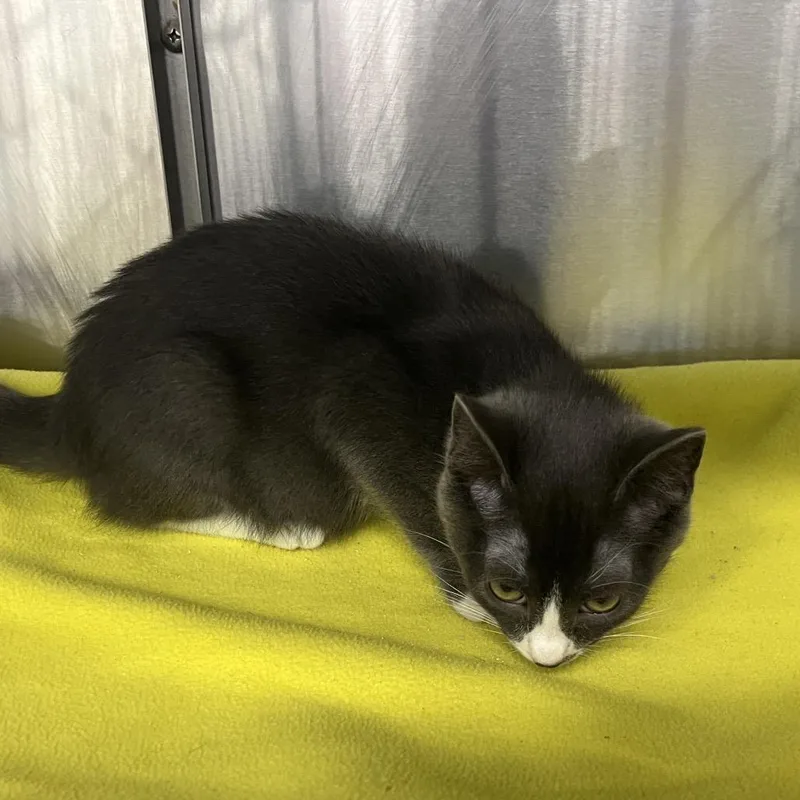 A baby small-sized male Gray / Blue / Silver Domestic Short Hair cat named Stanley for adoption in Hamburg, NY