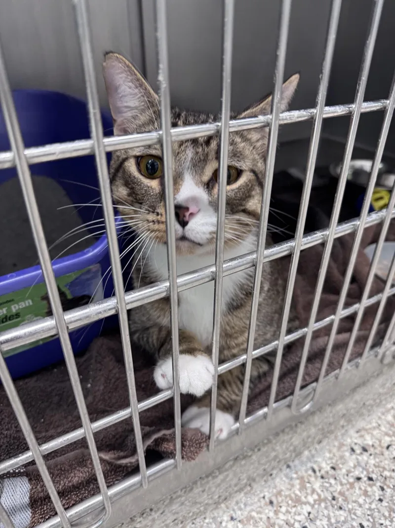 An adult medium-sized male Tabby (Brown / Chocolate) Domestic Short Hair cat named Beans for adoption in Yorkville, IL