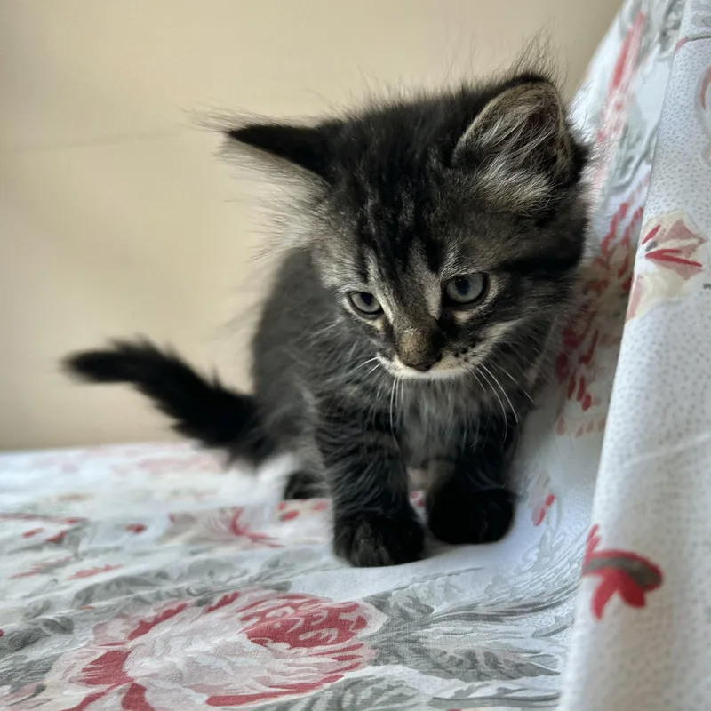 A baby medium-sized male Tabby (Gray / Blue / Silver) Domestic Long Hair cat named Alfie for adoption in Seymour, TN