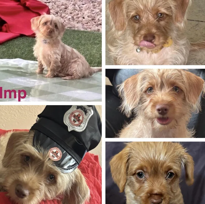 A baby small-sized female Red / Chestnut / Orange Chiweenie dog named Imp for adoption in Las Vegas, NV