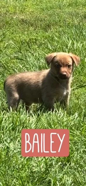A baby medium-sized female Brown / Chocolate Border Collie dog named Bailey for adoption in Quitman, TX