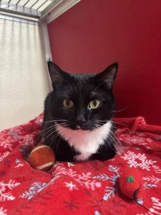 An adult small-sized male Domestic Short Hair cat named Leon for adoption in Clarks Summit, PA