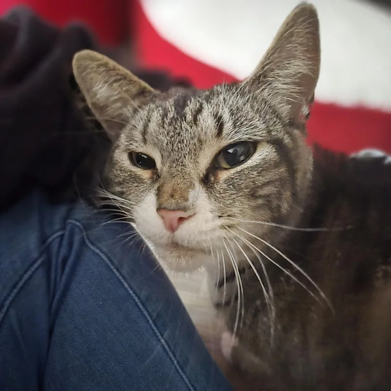 An adult medium-sized female Brown / Chocolate Domestic Short Hair cat named Marie Curie for adoption in Enfield, NH