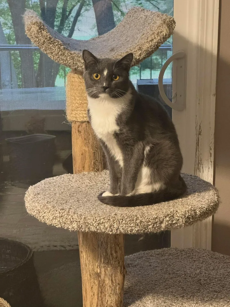 A young medium-sized male Gray & White Domestic Short Hair cat named Shadow for adoption in Stoughton, WI