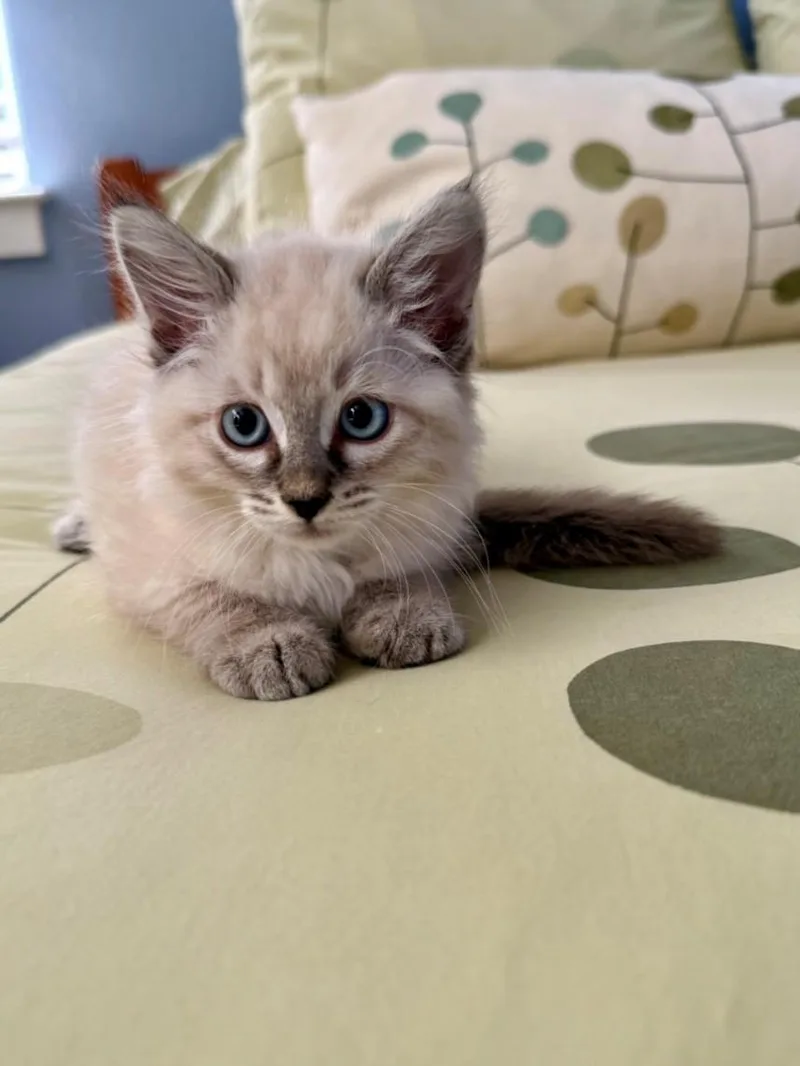 A baby small-sized female Siamese cat named Electra for adoption in Santa Cruz, CA