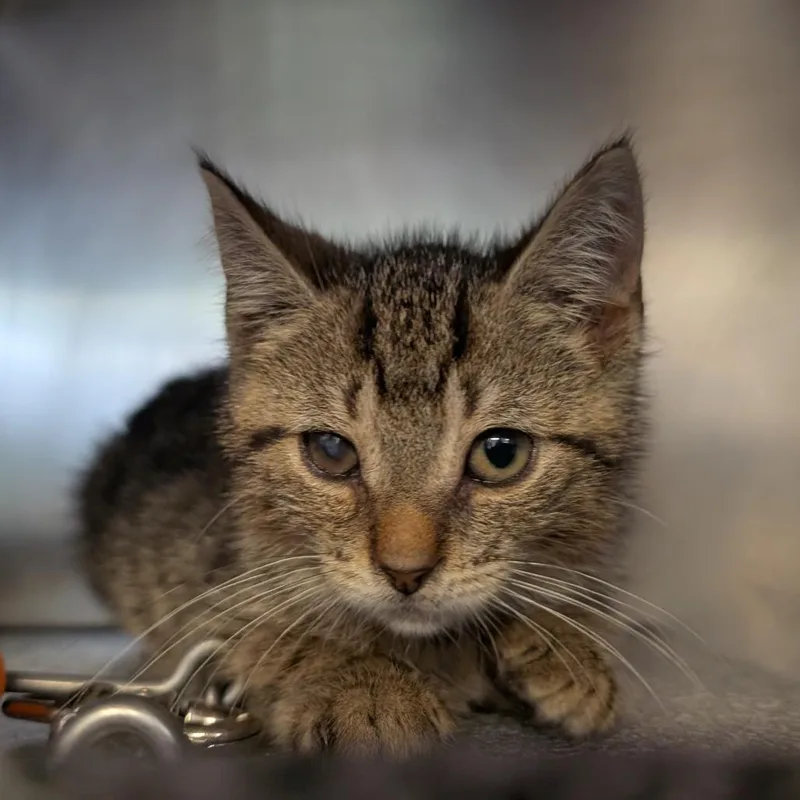 A baby small-sized male Brown / Chocolate Domestic Short Hair cat named Rocky for adoption in Birdsboro, PA
