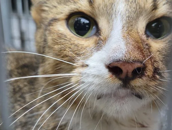 A young medium-sized female Domestic Short Hair cat named Sf for adoption in Lawrenceville, GA