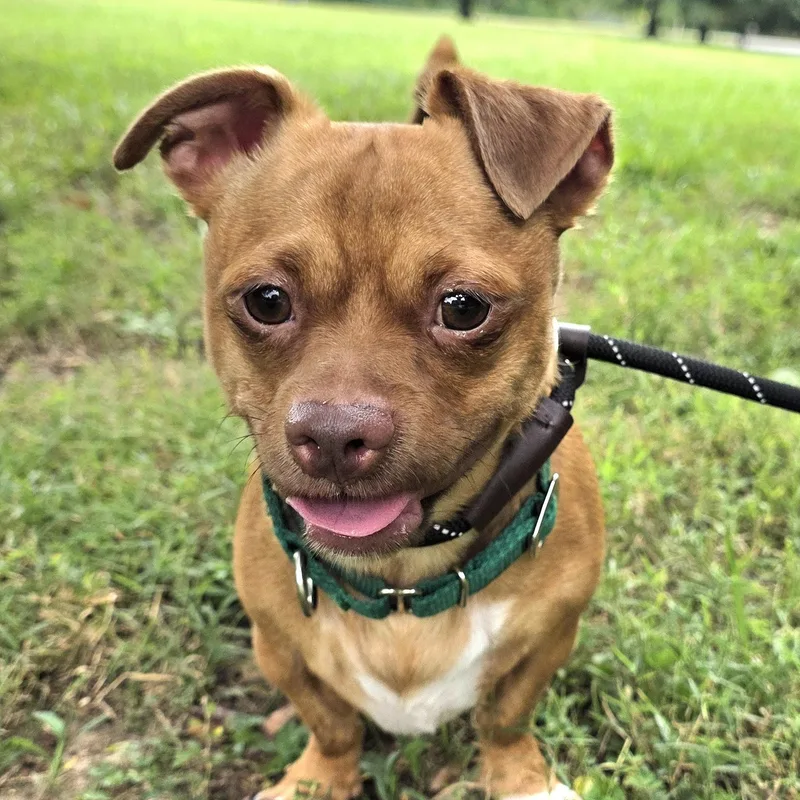 An adult small-sized male Mixed Breed dog named Mahoney for adoption in Greensboro, NC