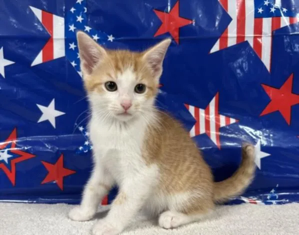 A baby small-sized male Domestic Short Hair cat named Ginger for adoption in San Pedro, CA