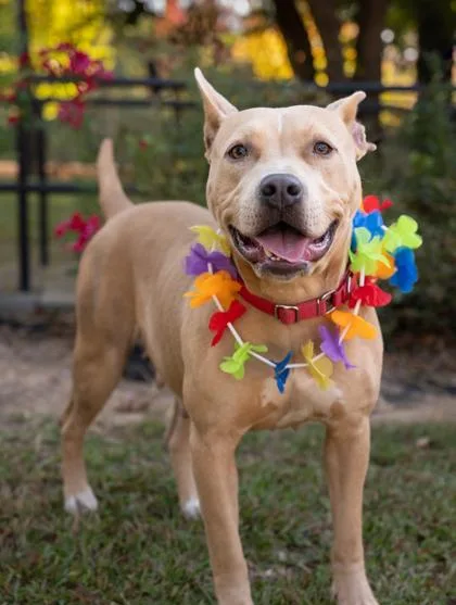 An adult large-sized female Pit Bull Terrier dog named Magnolia for adoption in Atlanta, GA
