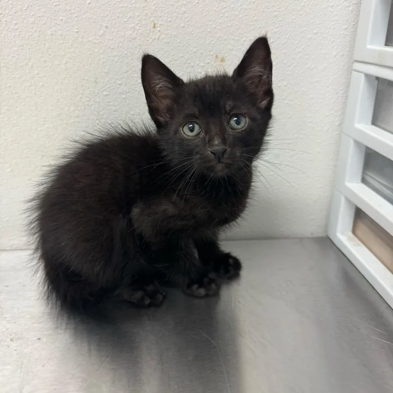A baby small-sized male Black Domestic Short Hair cat named Alex for adoption in Edinburg, TX