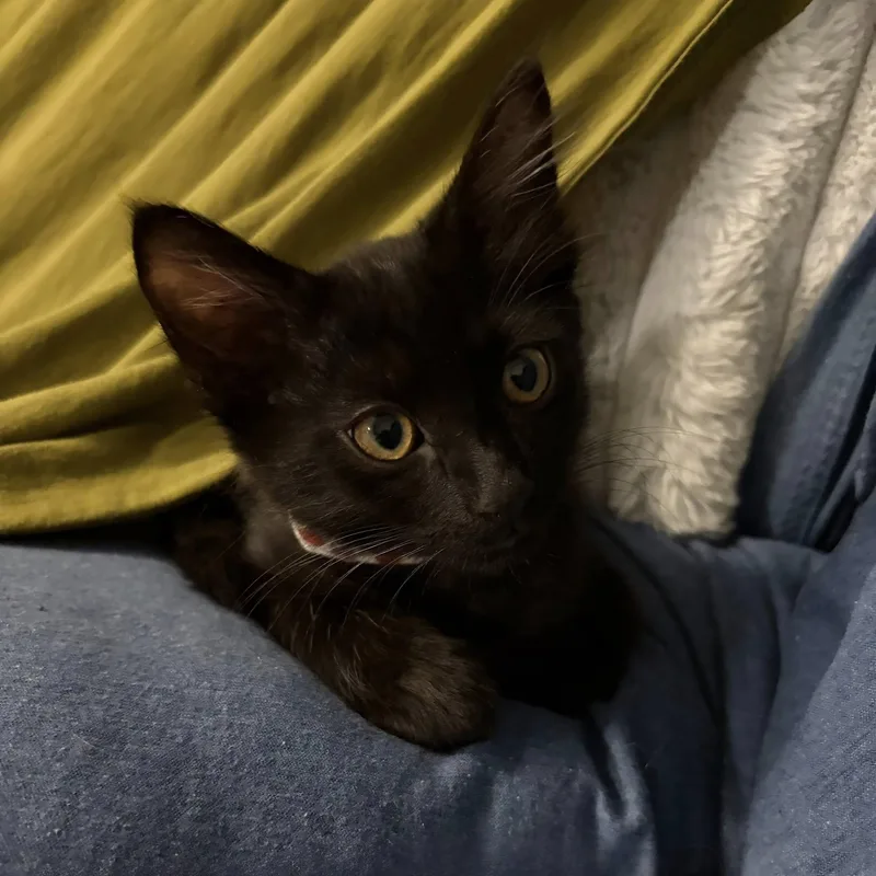 A baby medium-sized male Black Domestic Short Hair cat named Winston for adoption in Queen Creek, AZ