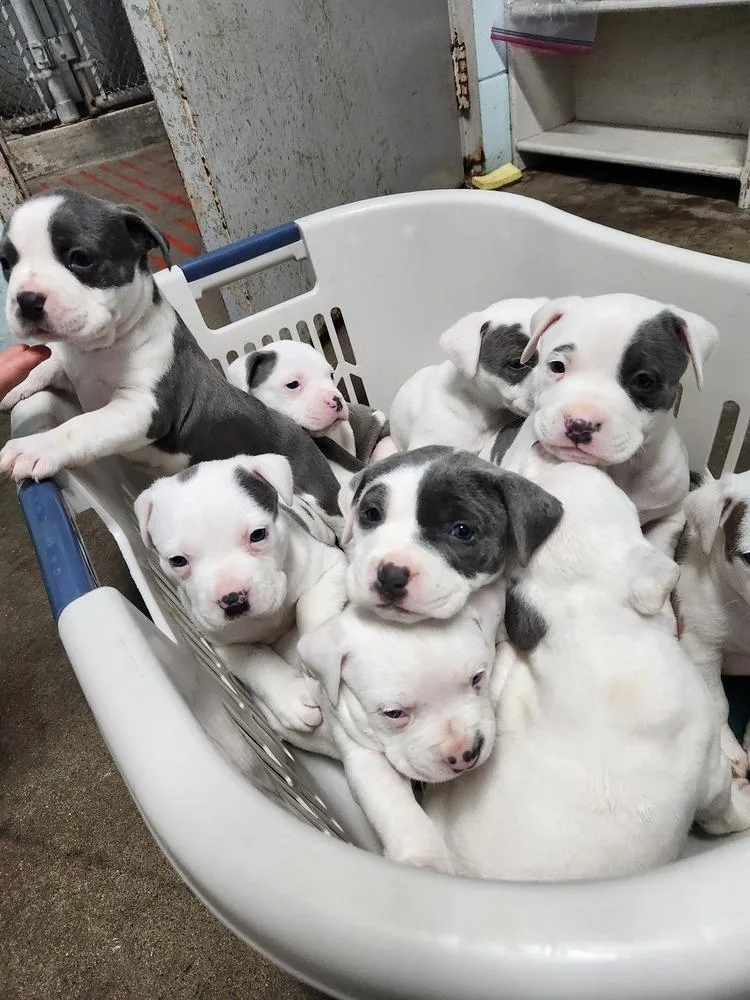 Lila June A thumbnail 2