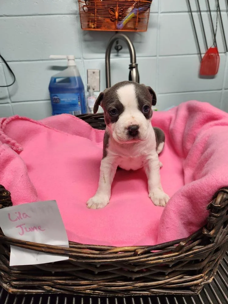 Lila June A thumbnail 3