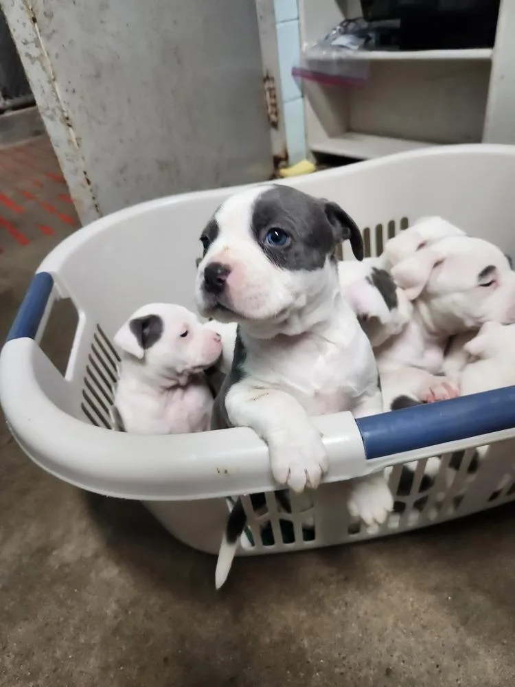 Lila June A thumbnail 4