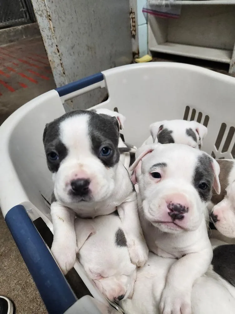 Lila June A thumbnail 6