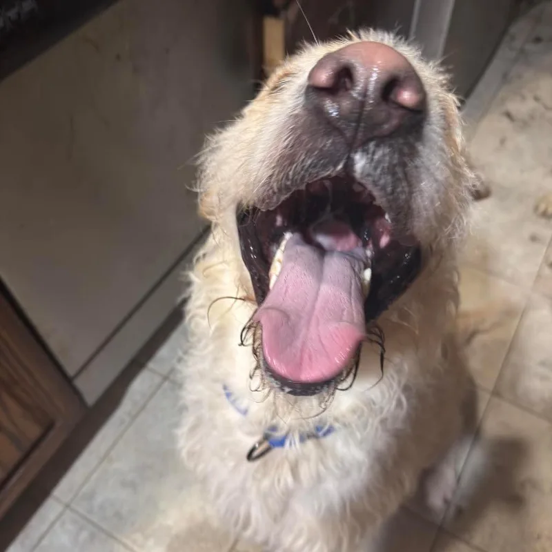 An adult large-sized male Yellow / Tan / Blond / Fawn Mixed Breed dog named Special Sauce for adoption in Farmersville, OH