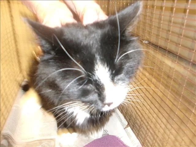 An adult large-sized male Domestic Short Hair cat named Salem for adoption in Van Nuys, CA