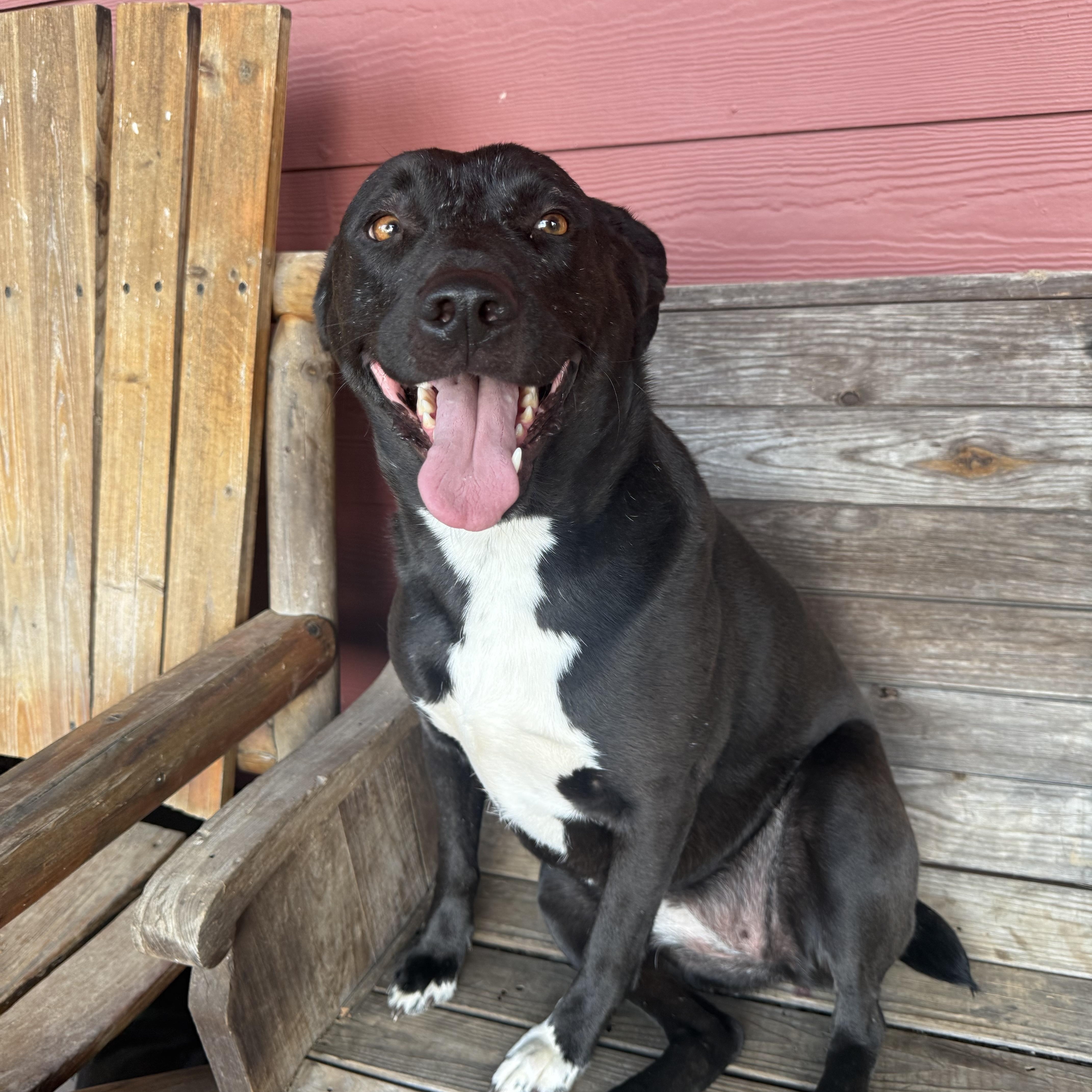 A young medium-sized female Border Collie dog named Lainey for adoption in Holly Springs, MS