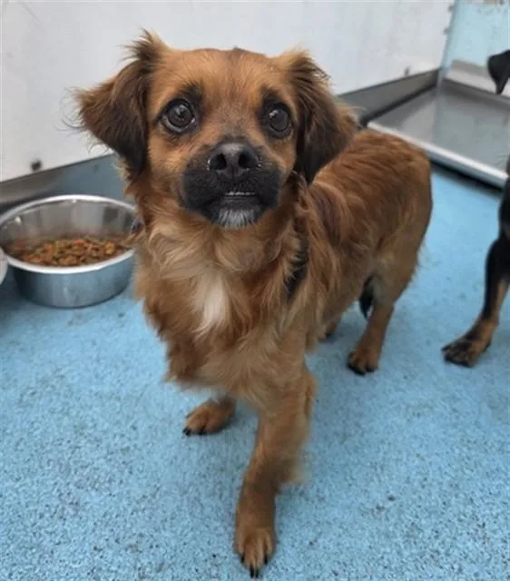 A young small-sized male Dachshund dog named Donald for adoption in Long Beach, CA