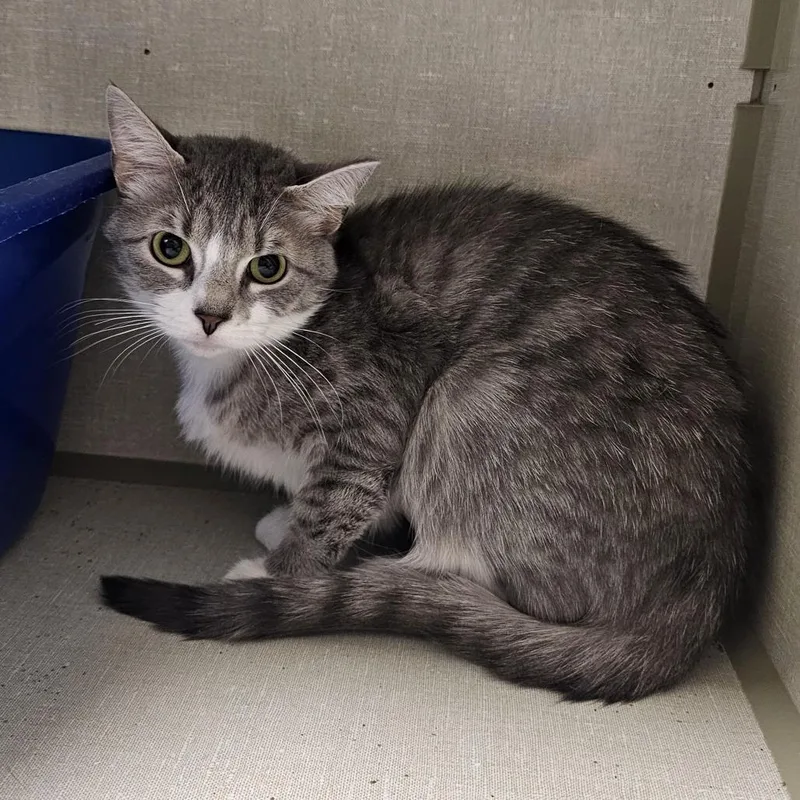 An adult medium-sized female Gray / Blue / Silver Domestic Short Hair cat named Lilac for adoption in Monroe, MI