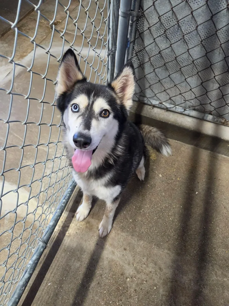 An adult large-sized female Husky dog named Cordelia for adoption in El Centro, CA