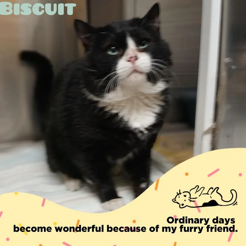 An adult large-sized male Domestic Short Hair cat named Biscuit for adoption in Utica, MI