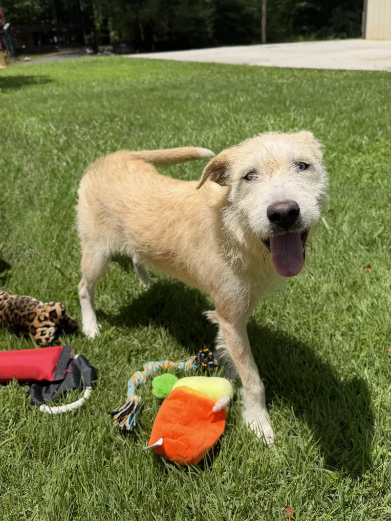 A young medium-sized female Border Terrier dog named Sky for adoption in Locust Fork, AL