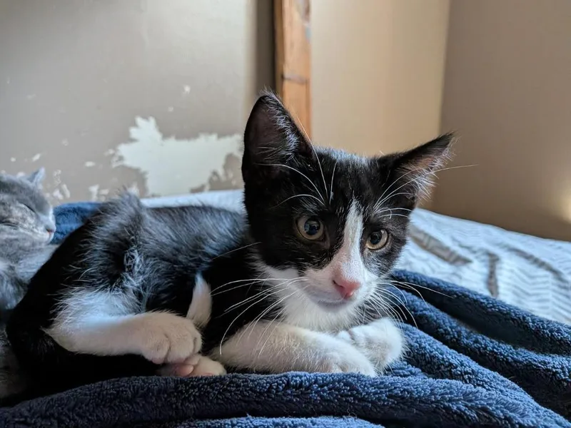 A baby medium-sized male Domestic Short Hair cat named Springtrap for adoption in Logan, UT