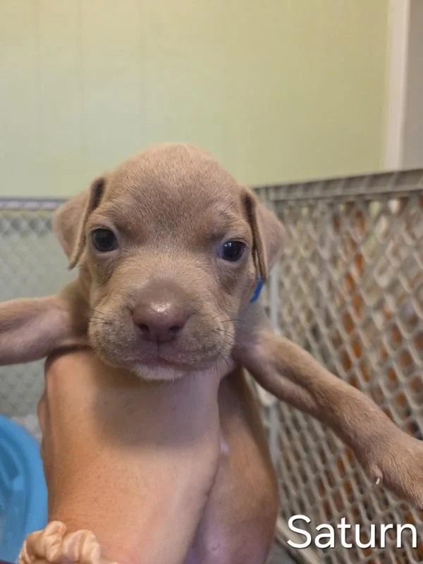A baby small-sized male Pit Bull Terrier dog named Saturn for adoption in Salisbury, MD