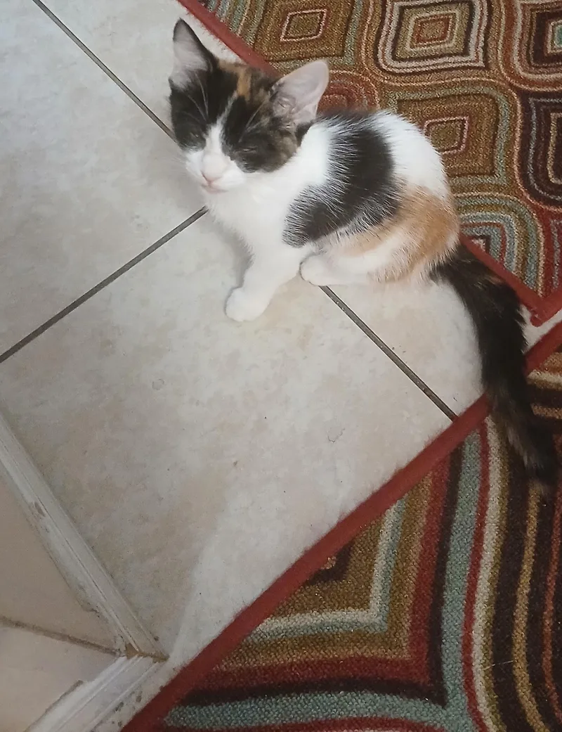 A baby small-sized female Calico cat named Poppy for adoption in El Mirage, AZ