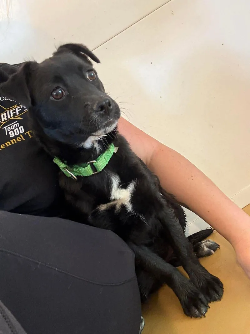 A young medium-sized female Chihuahua dog named Shadow for adoption in Hinton, WV