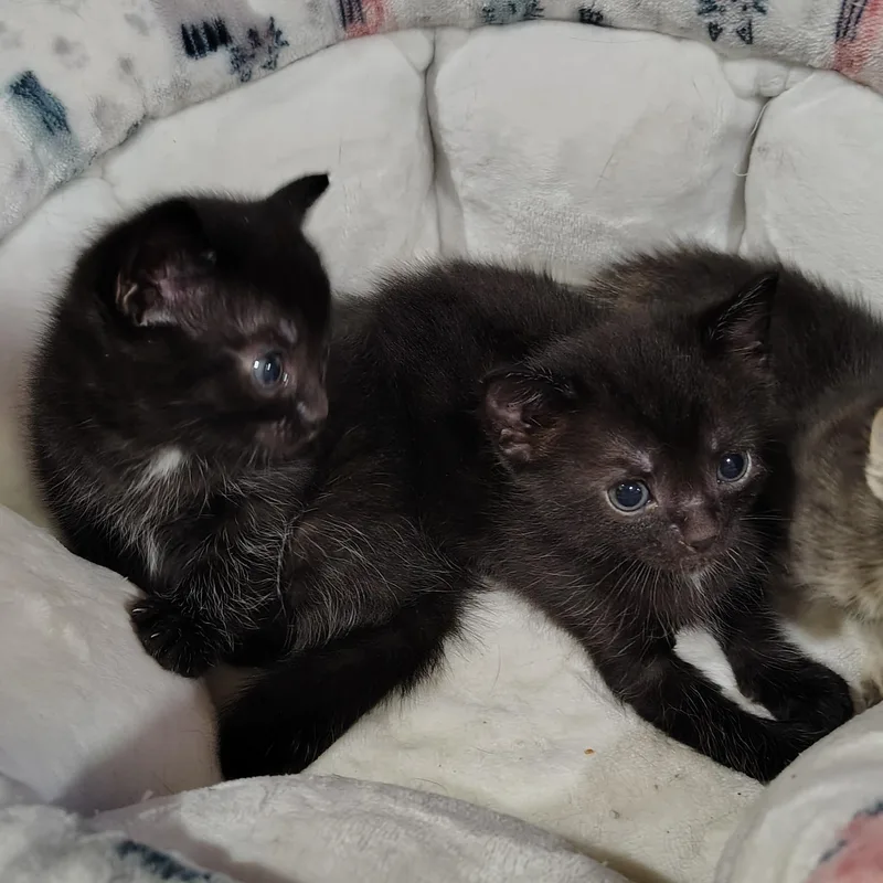 A baby small-sized male Black Domestic Short Hair cat named Samson and Elijah for adoption in Ionia, MI