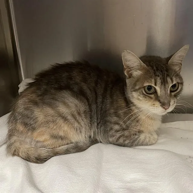 An adult small-sized female Domestic Short Hair cat named Dorothy for adoption in Modesto, CA