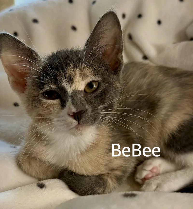 A baby medium-sized female Dilute Tortoiseshell Domestic Short Hair cat named BeBee for adoption in Owasso, OK