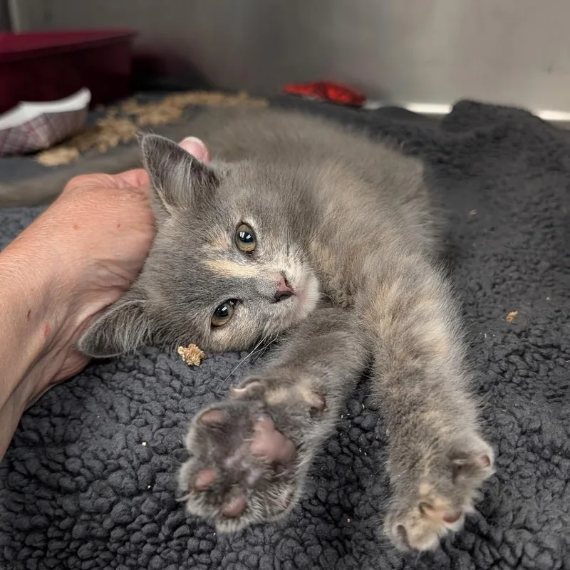 A baby small-sized female Tortoiseshell Domestic Short Hair cat named Kanga for adoption in Potomac, MD
