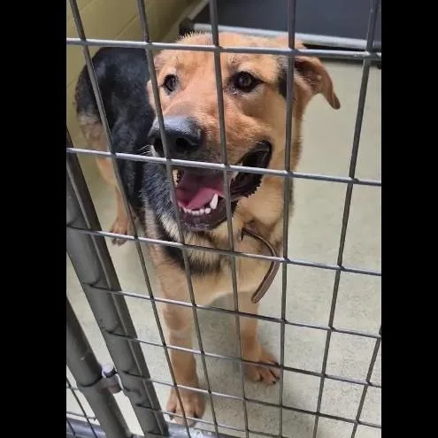 Clint Eastwood thumbnail 3