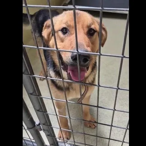 Clint Eastwood thumbnail 4