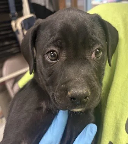 A baby large-sized male Mixed Breed dog named Kazier for adoption in Munster, IN